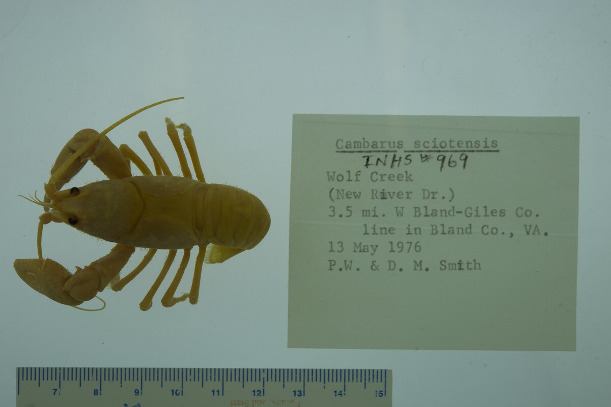 Cambarus sciotensis image